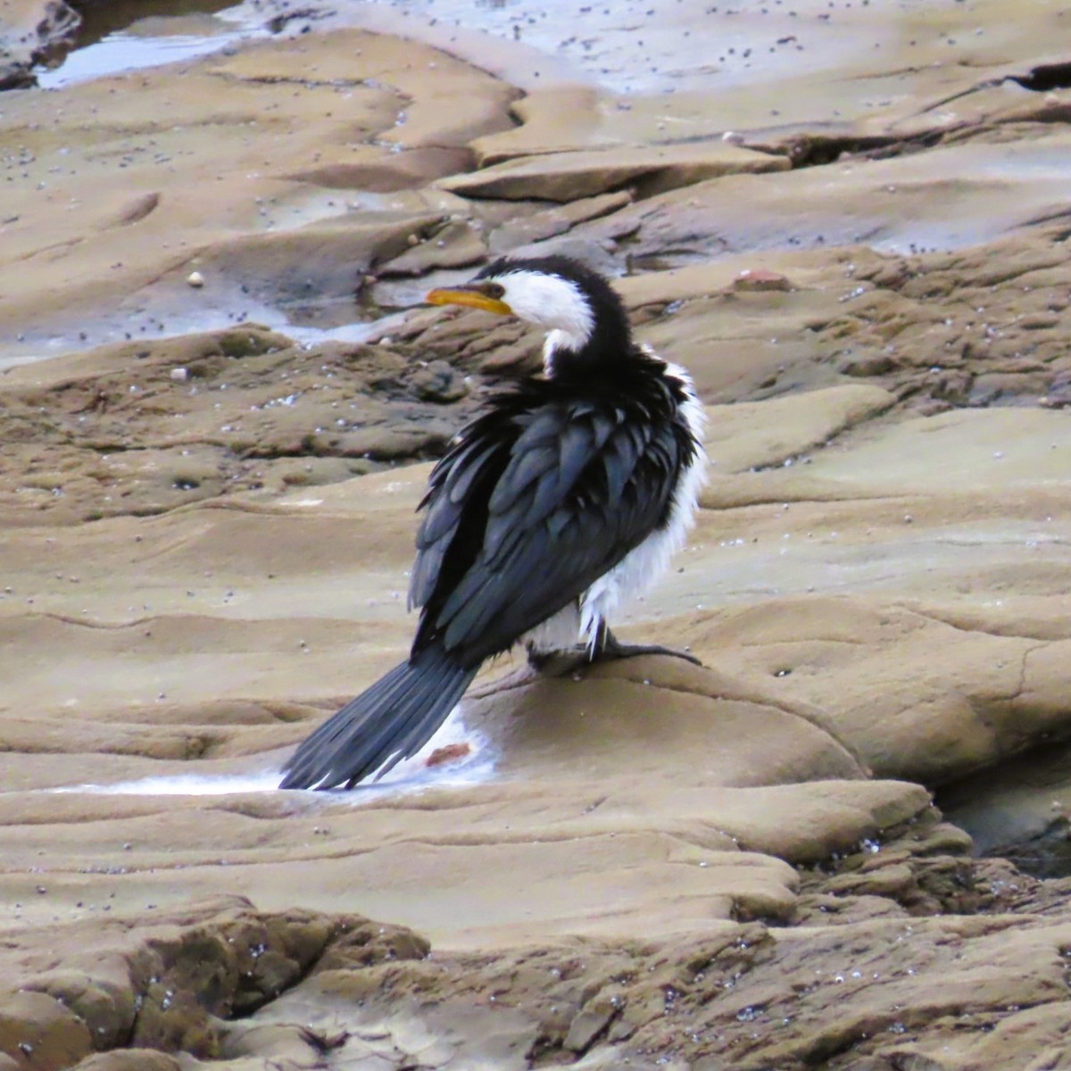 Little Pied Cormorant - ML619477180