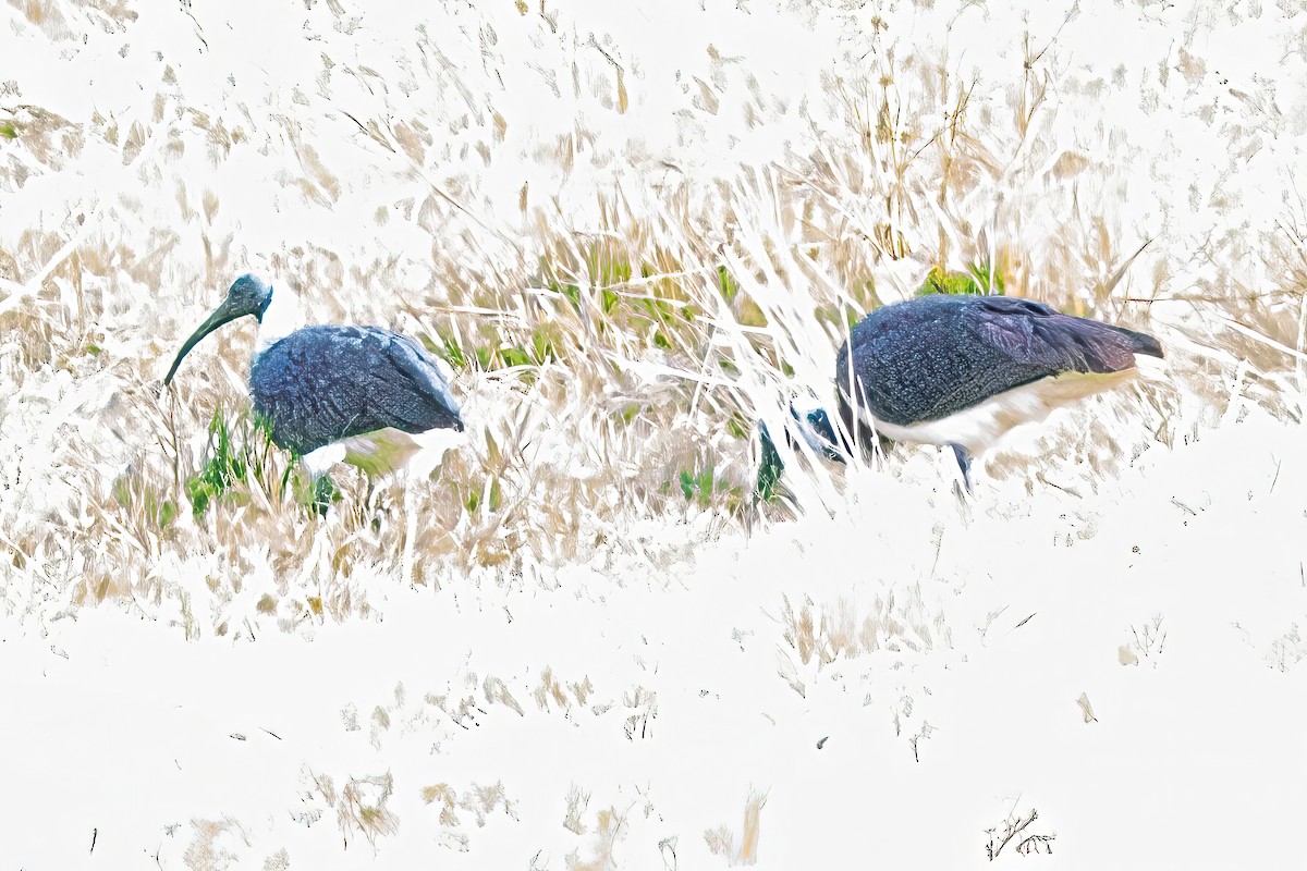 Straw-necked Ibis - Alfons  Lawen