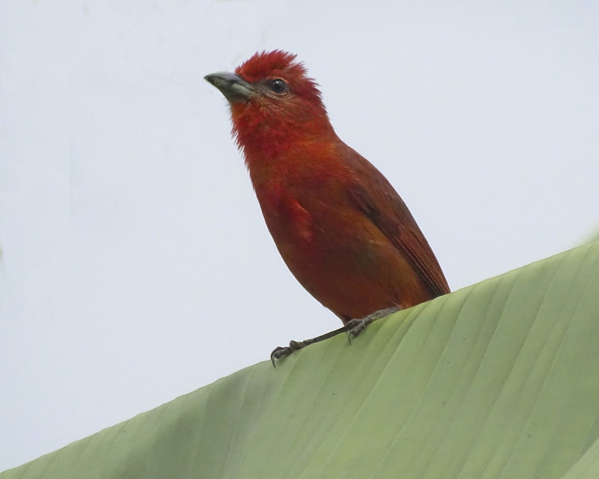 Hepatic Tanager - Daniel Pérez Peña