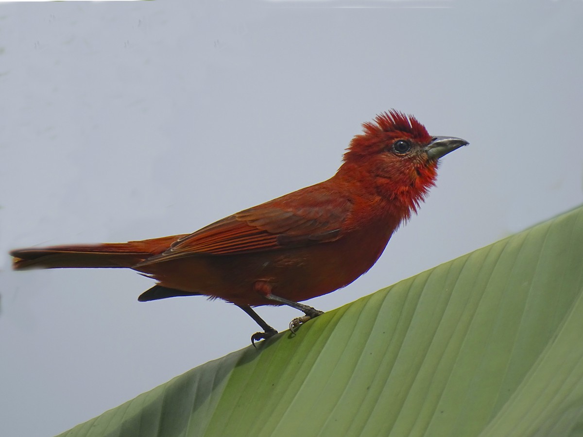 Hepatic Tanager - Daniel Pérez Peña