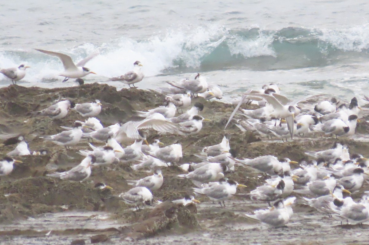 Great Crested Tern - ML619477186