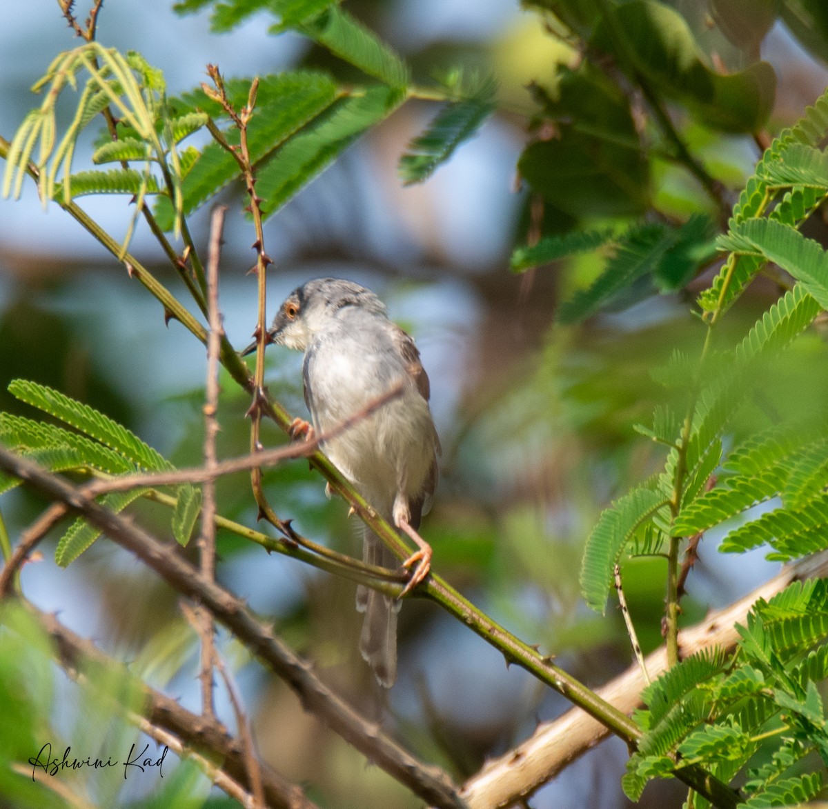 Gray-breasted Prinia - Ash K