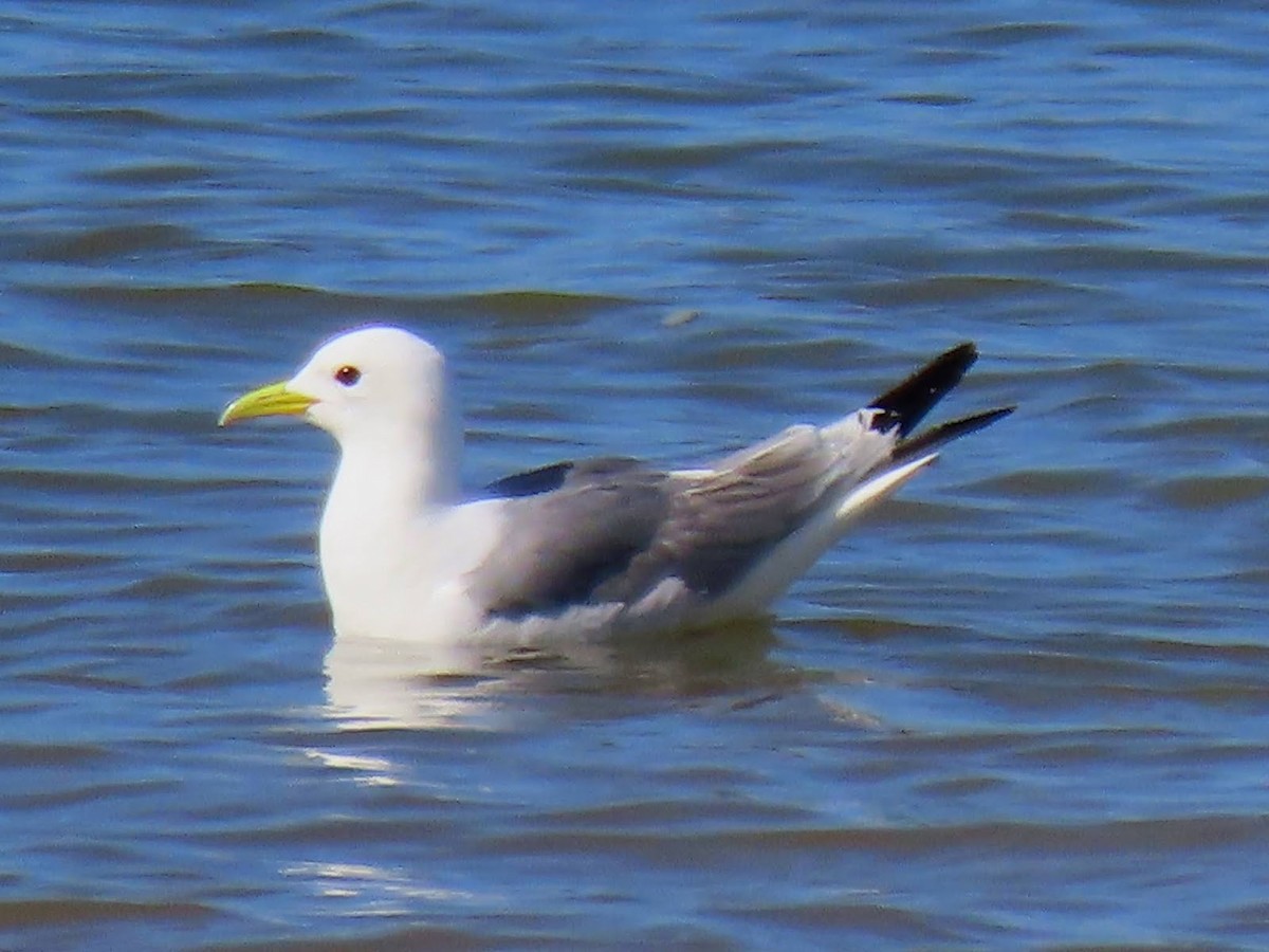 Black-legged Kittiwake - Andrew Collins