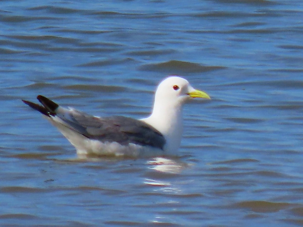 Black-legged Kittiwake - Andrew Collins