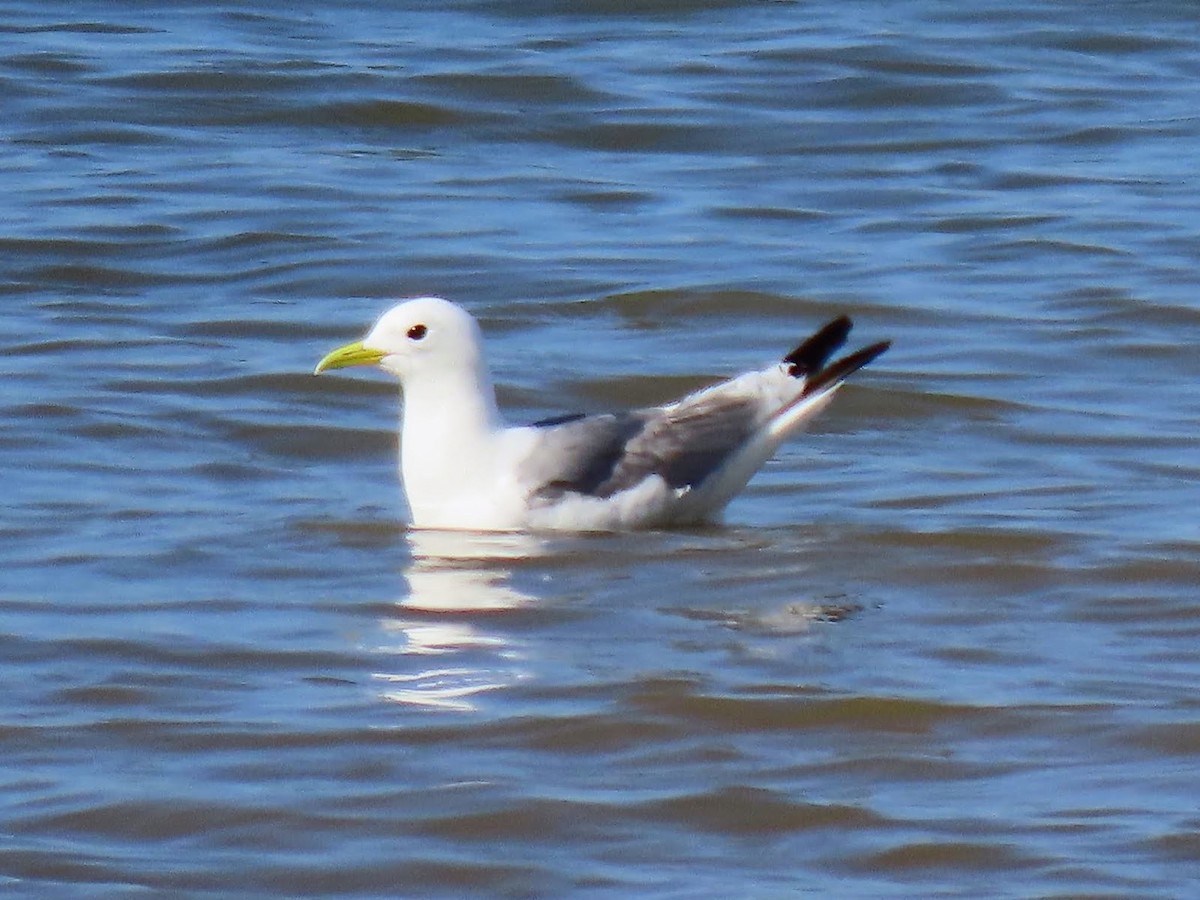 Black-legged Kittiwake - Andrew Collins