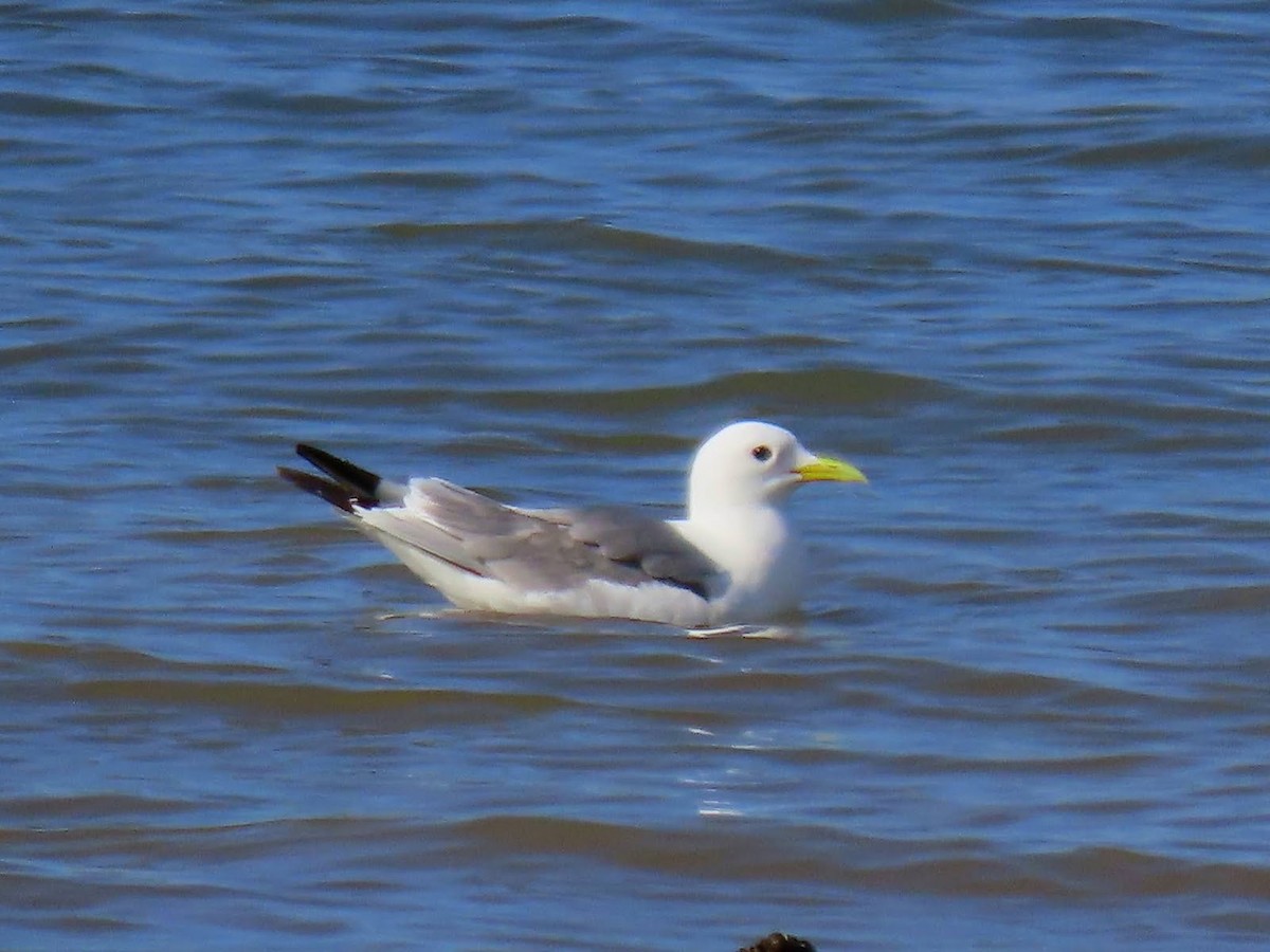 Black-legged Kittiwake - Andrew Collins