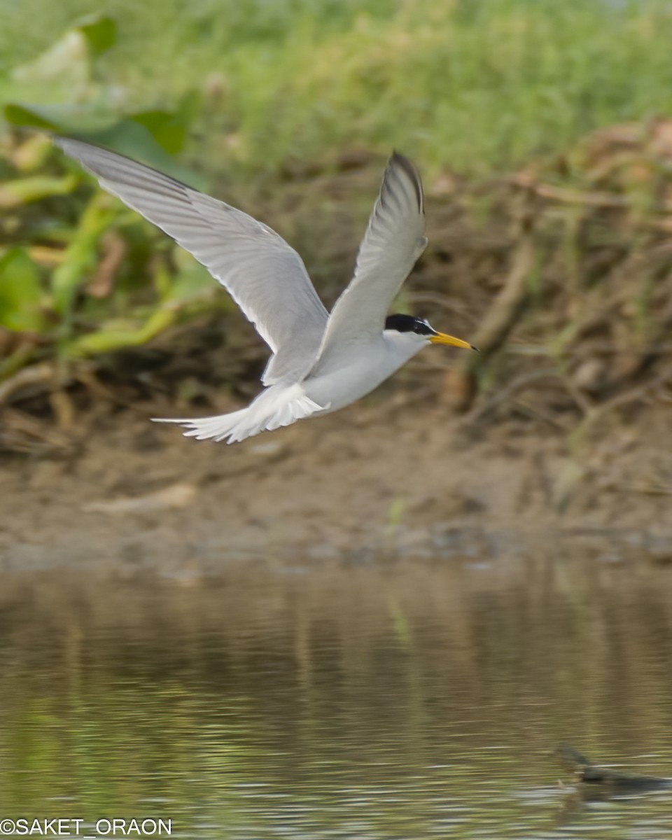 Little Tern - Saket Oraon