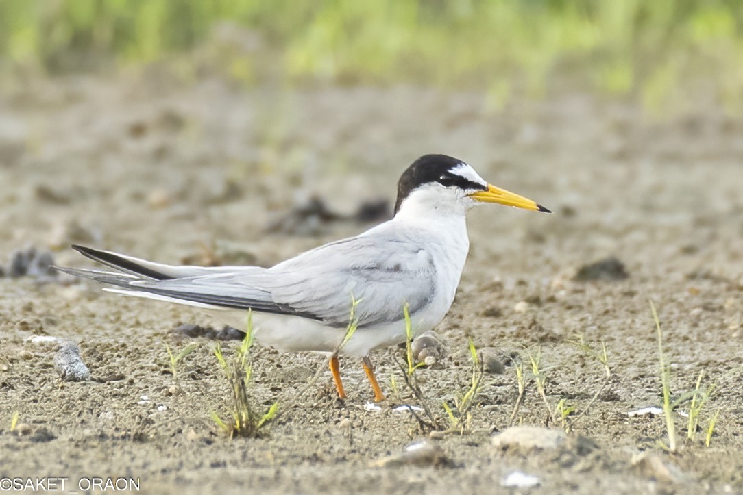 Little Tern - Saket Oraon