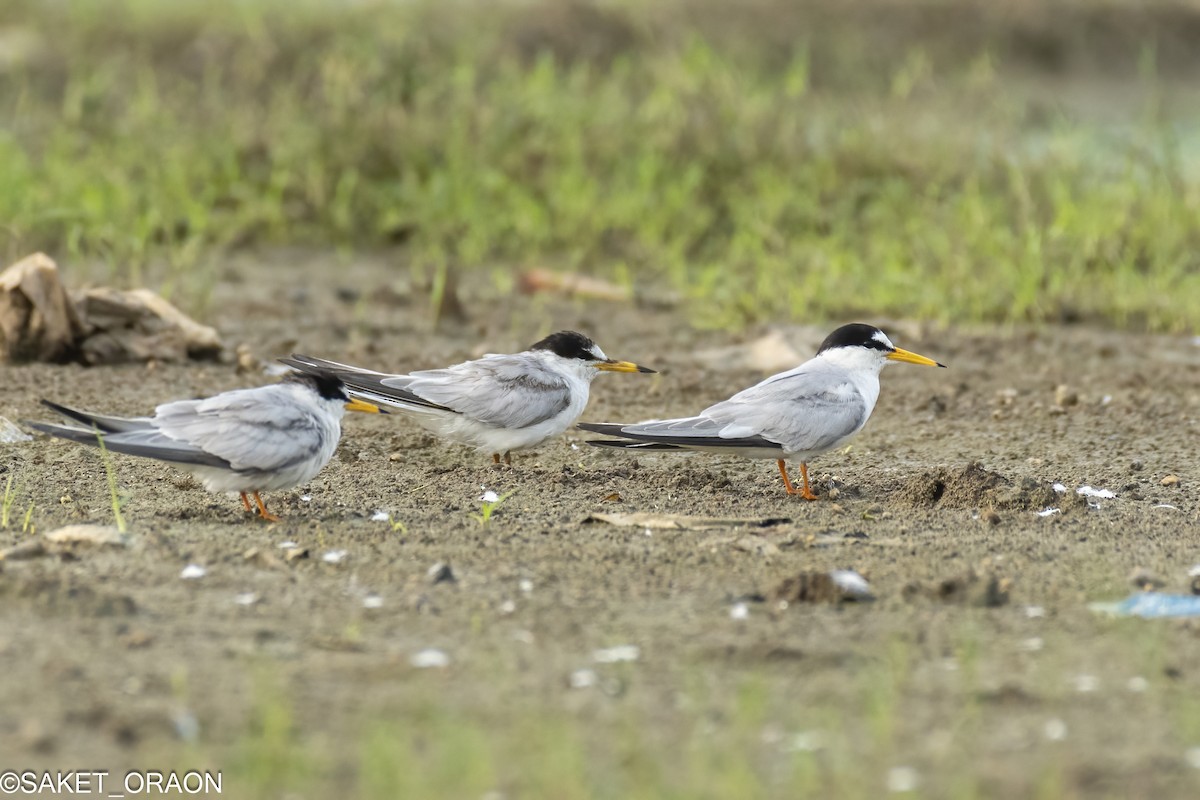 Little Tern - Saket Oraon