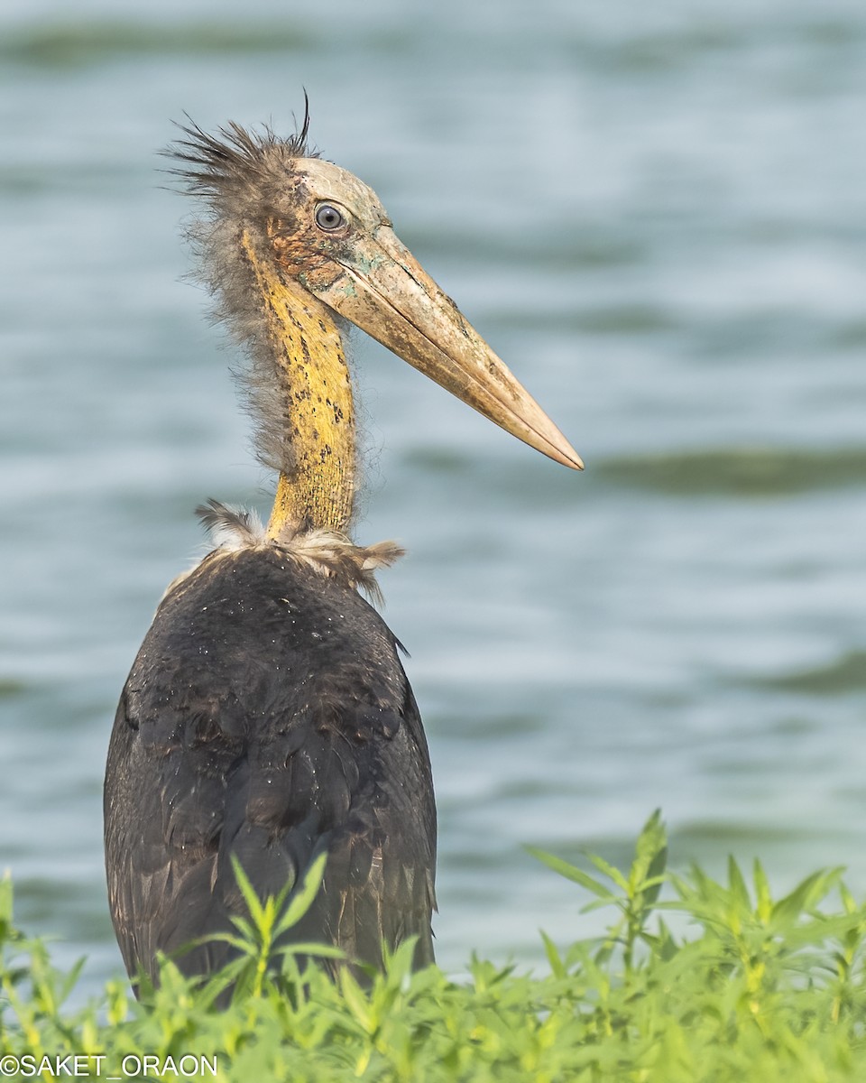 Lesser Adjutant - ML619477199