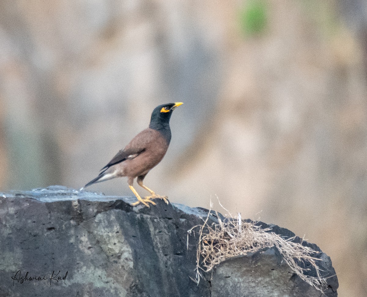 Common Myna - Ash K