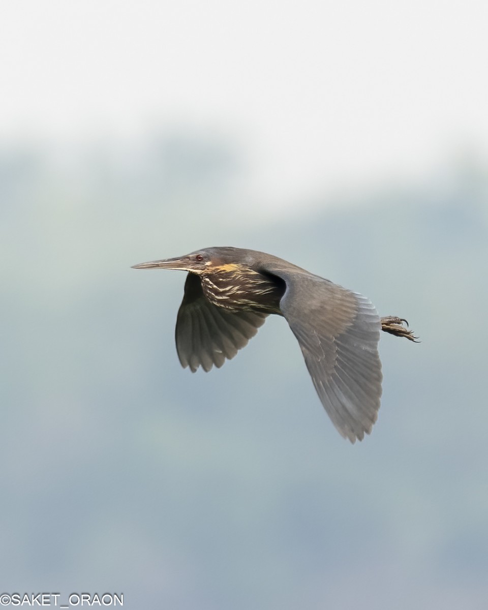 Black Bittern - Saket Oraon