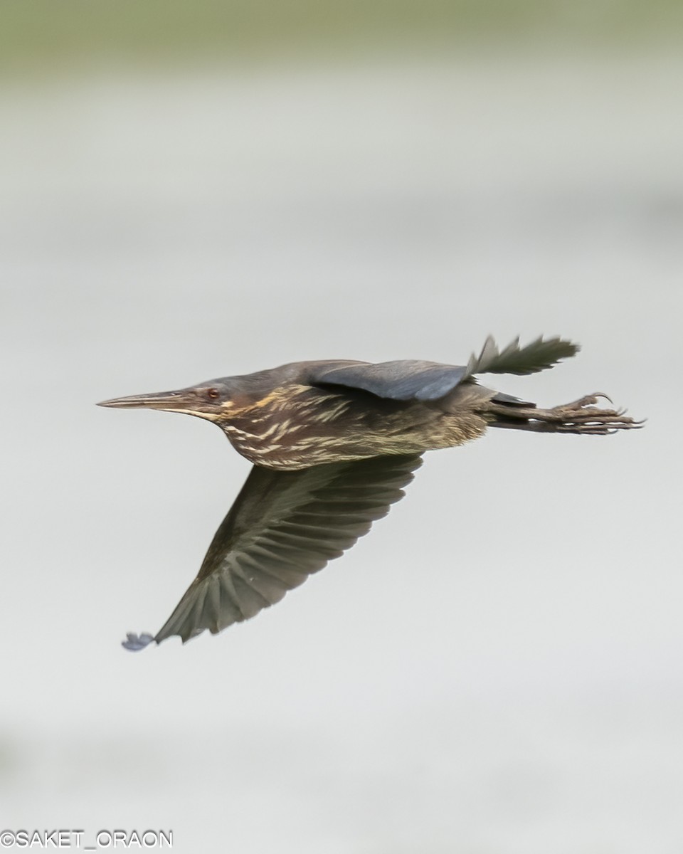 Black Bittern - Saket Oraon