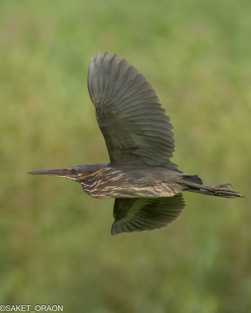 Black Bittern - Saket Oraon