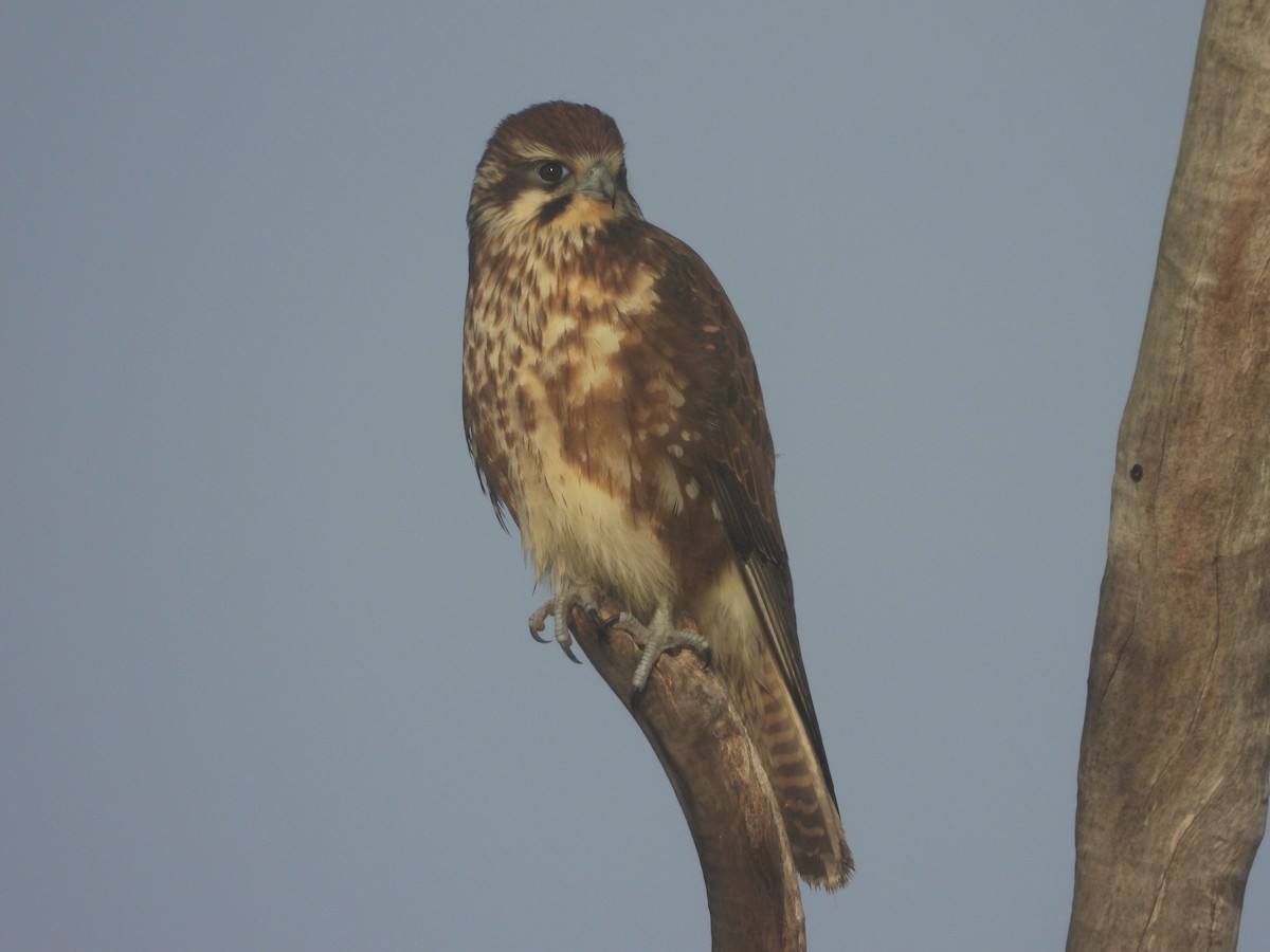 Brown Falcon - Rodney van den Brink