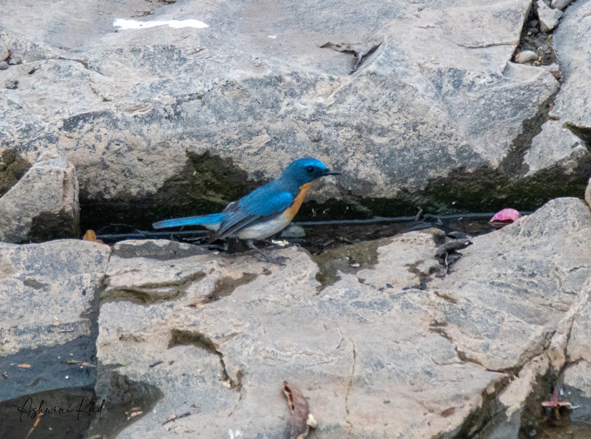 Tickell's Blue Flycatcher - Ash K