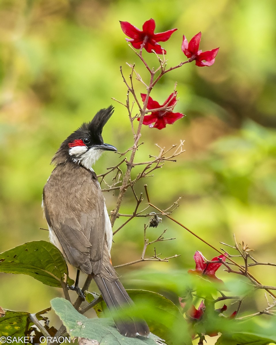 Red-whiskered Bulbul - Saket Oraon