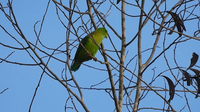 Vernal Hanging-Parrot - ML619477209