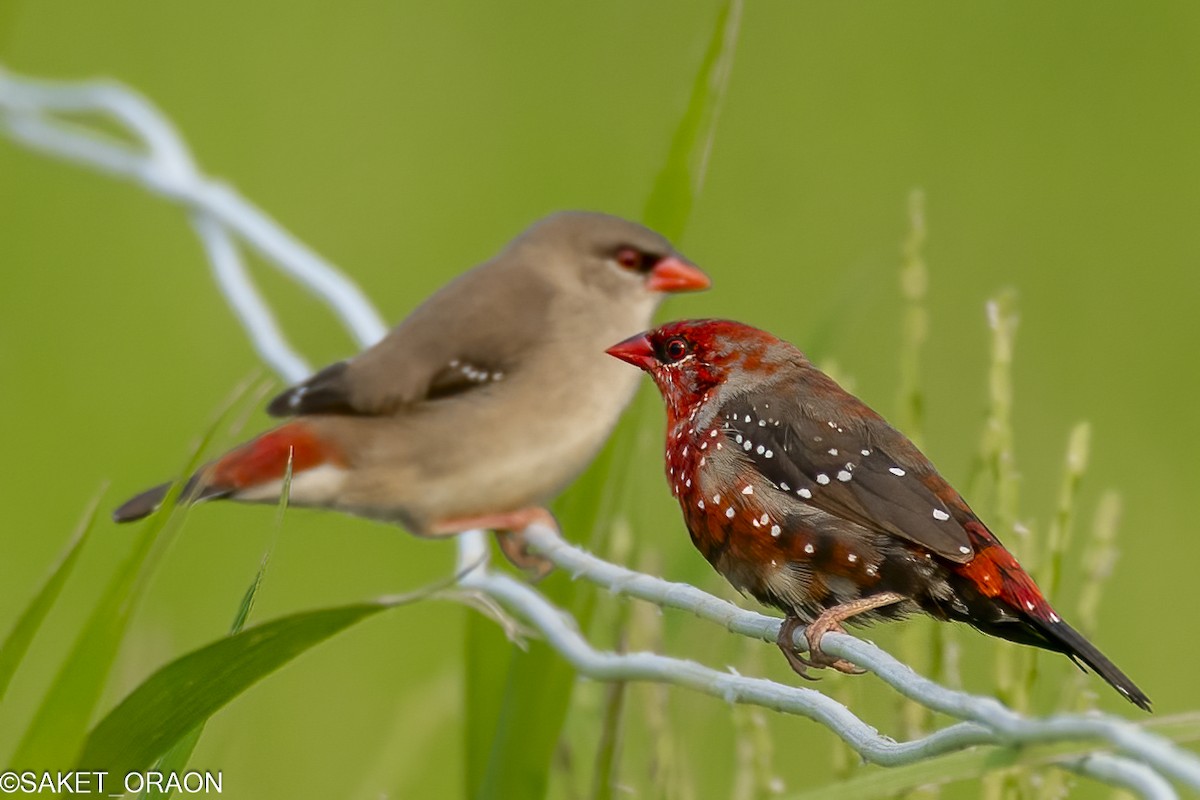 Red Avadavat - Saket Oraon