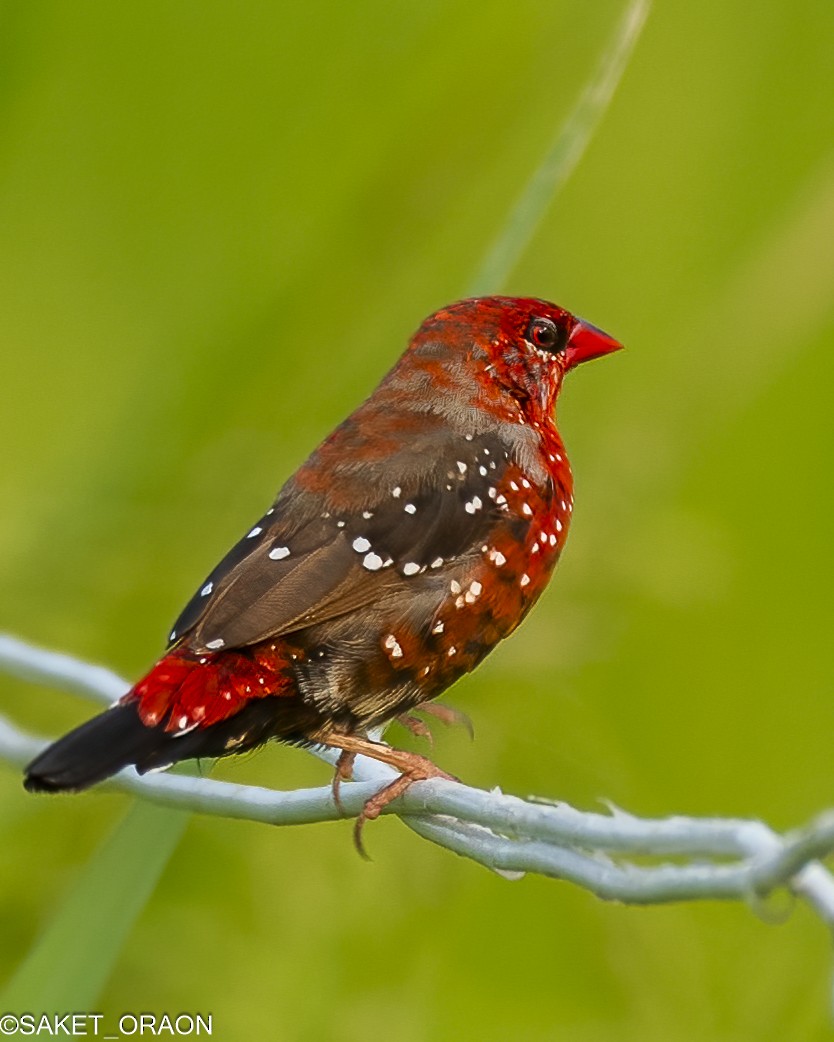 Red Avadavat - Saket Oraon