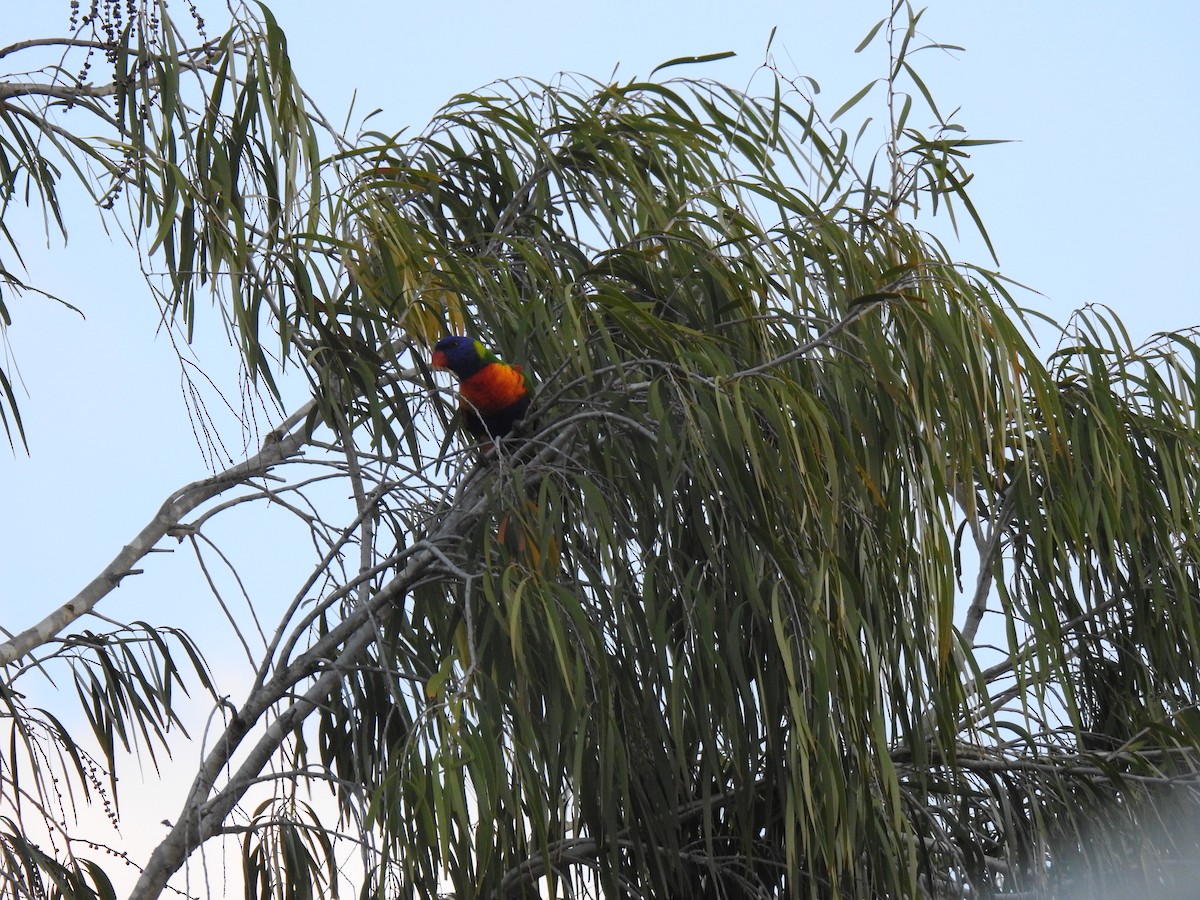 Rainbow Lorikeet - Monica Mesch