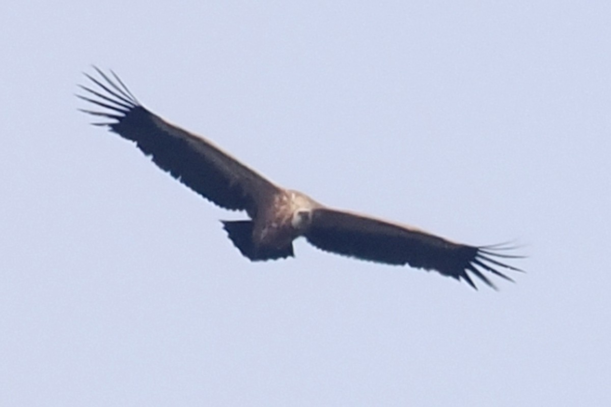 Eurasian Griffon - Donna Pomeroy