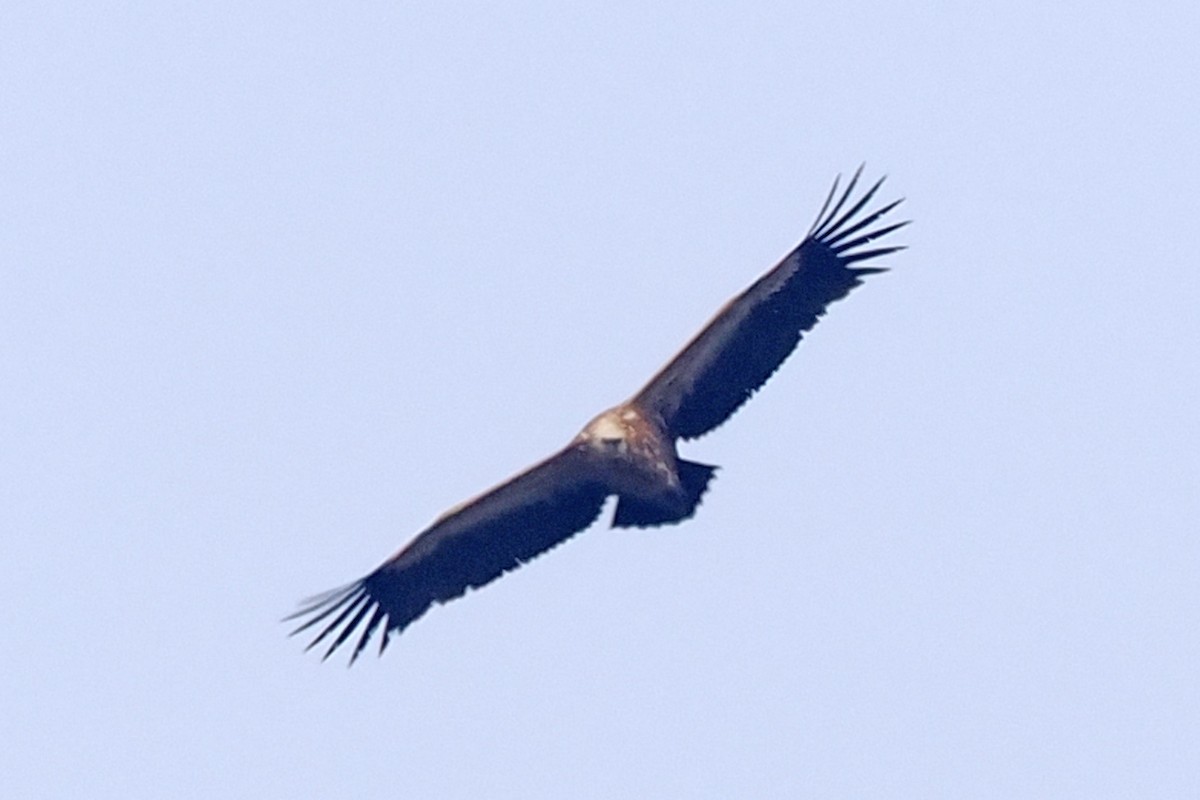 Eurasian Griffon - Donna Pomeroy