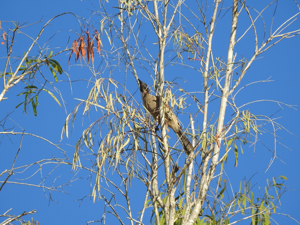 Helmeted Friarbird - ML619477224