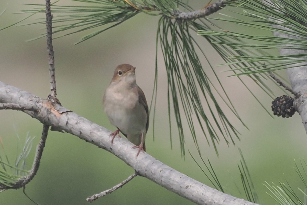 Common Nightingale - Donna Pomeroy