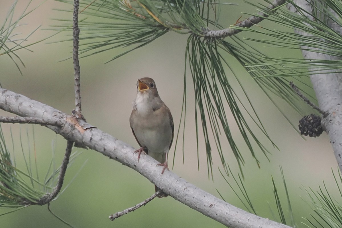 Common Nightingale - Donna Pomeroy