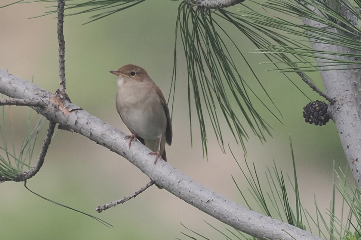 Common Nightingale - Donna Pomeroy