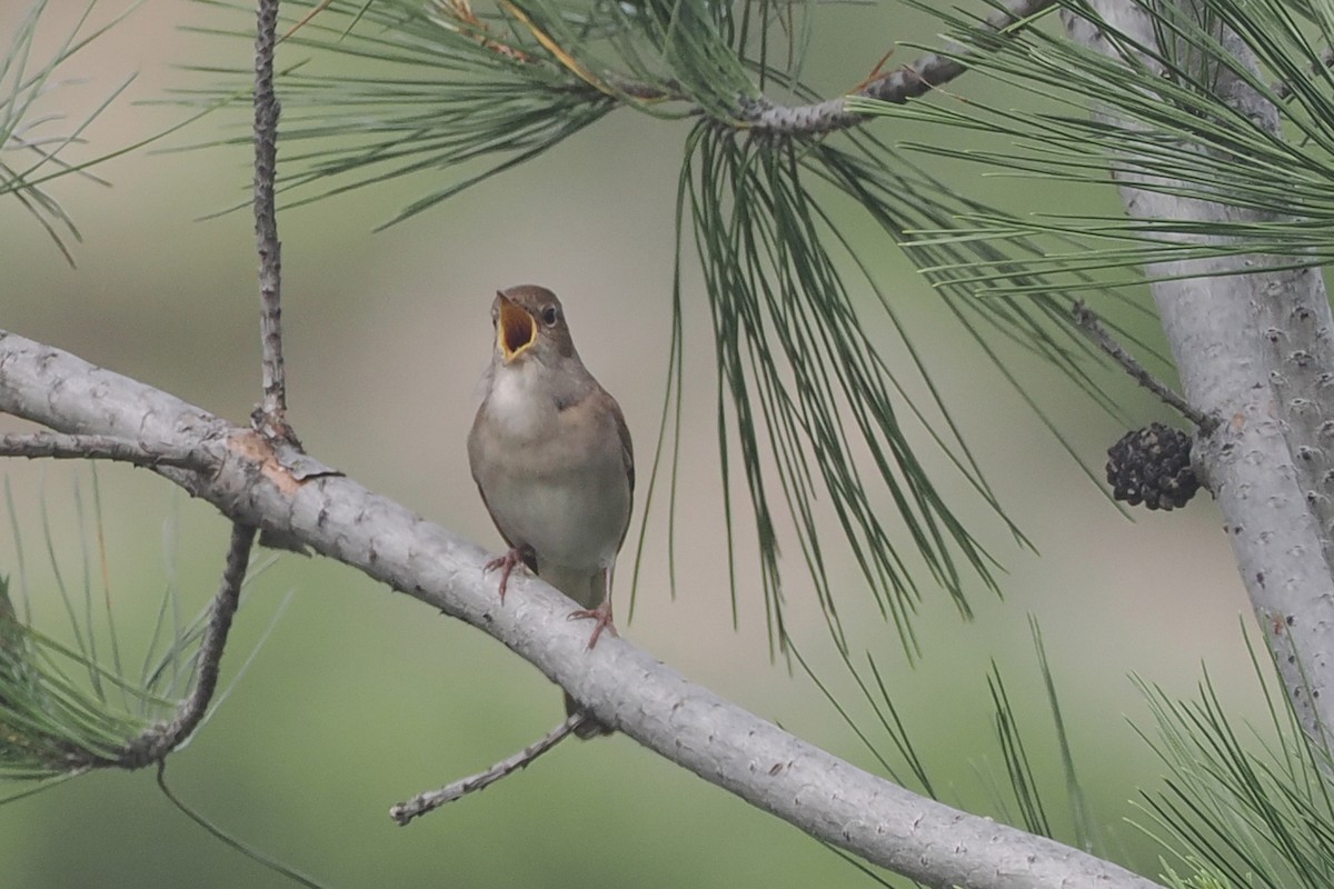 Common Nightingale - Donna Pomeroy