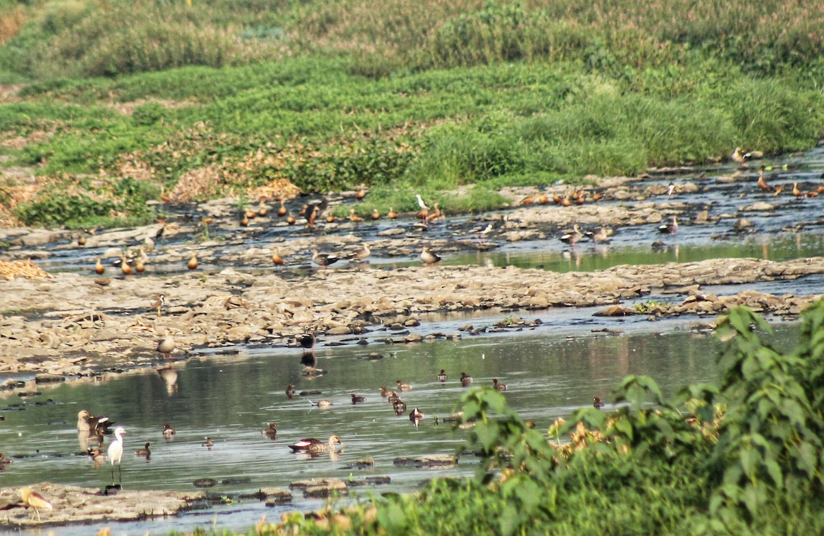 Lesser Whistling-Duck - Madhavi Babtiwale