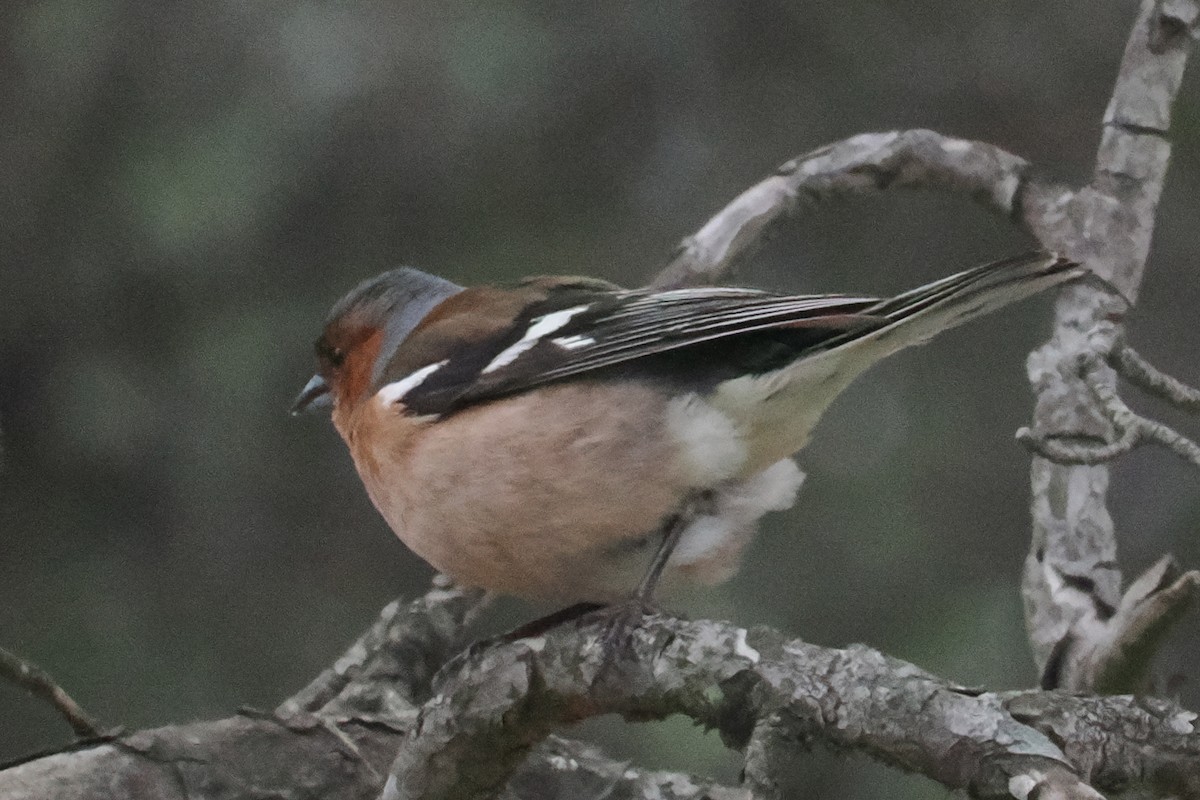 Common Chaffinch - Donna Pomeroy