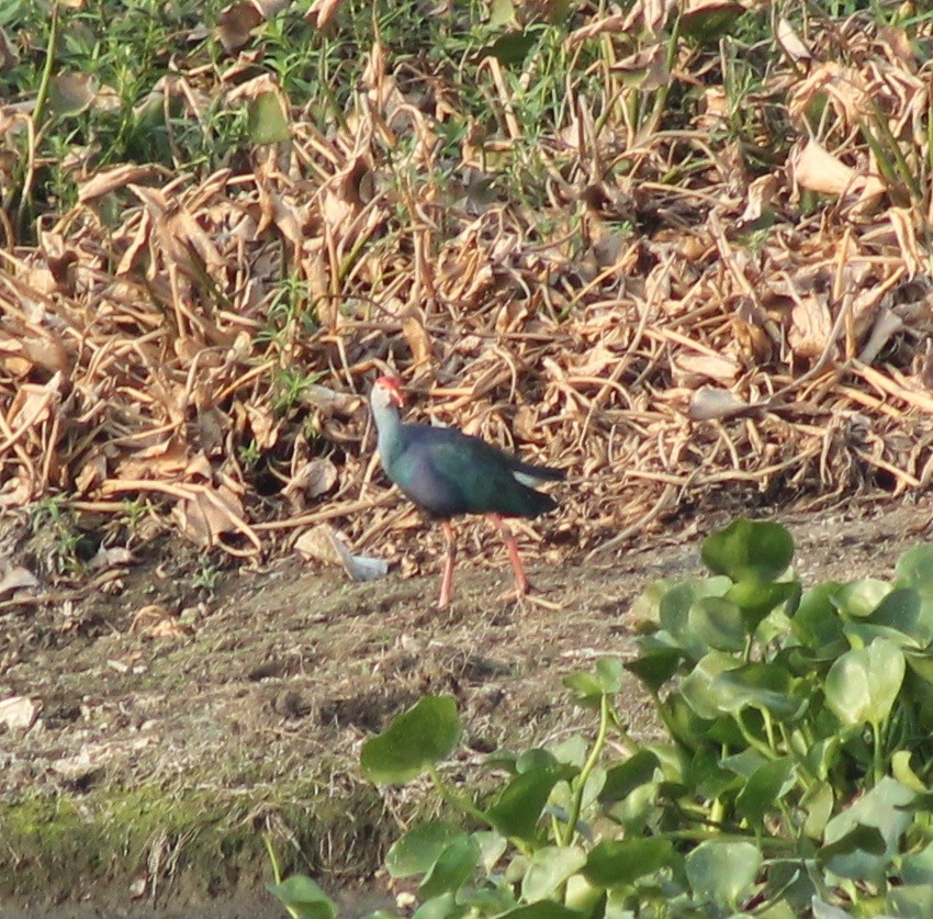 Gray-headed Swamphen - Madhavi Babtiwale