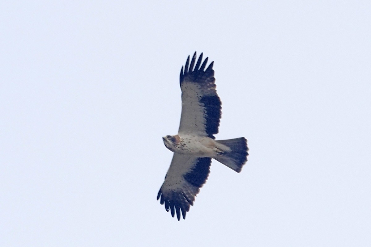 Booted Eagle - ML619477245