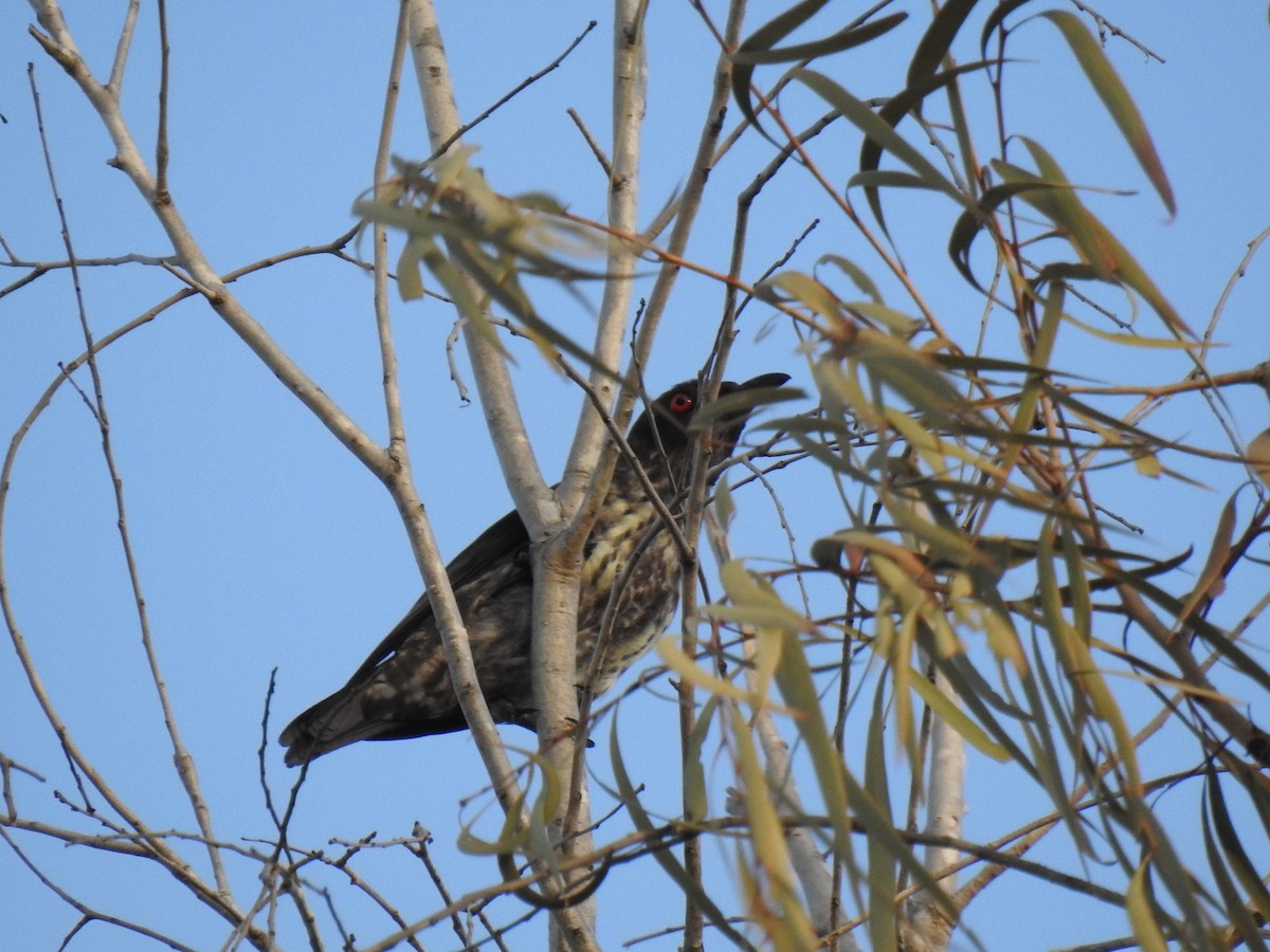 Metallic Starling - Monica Mesch