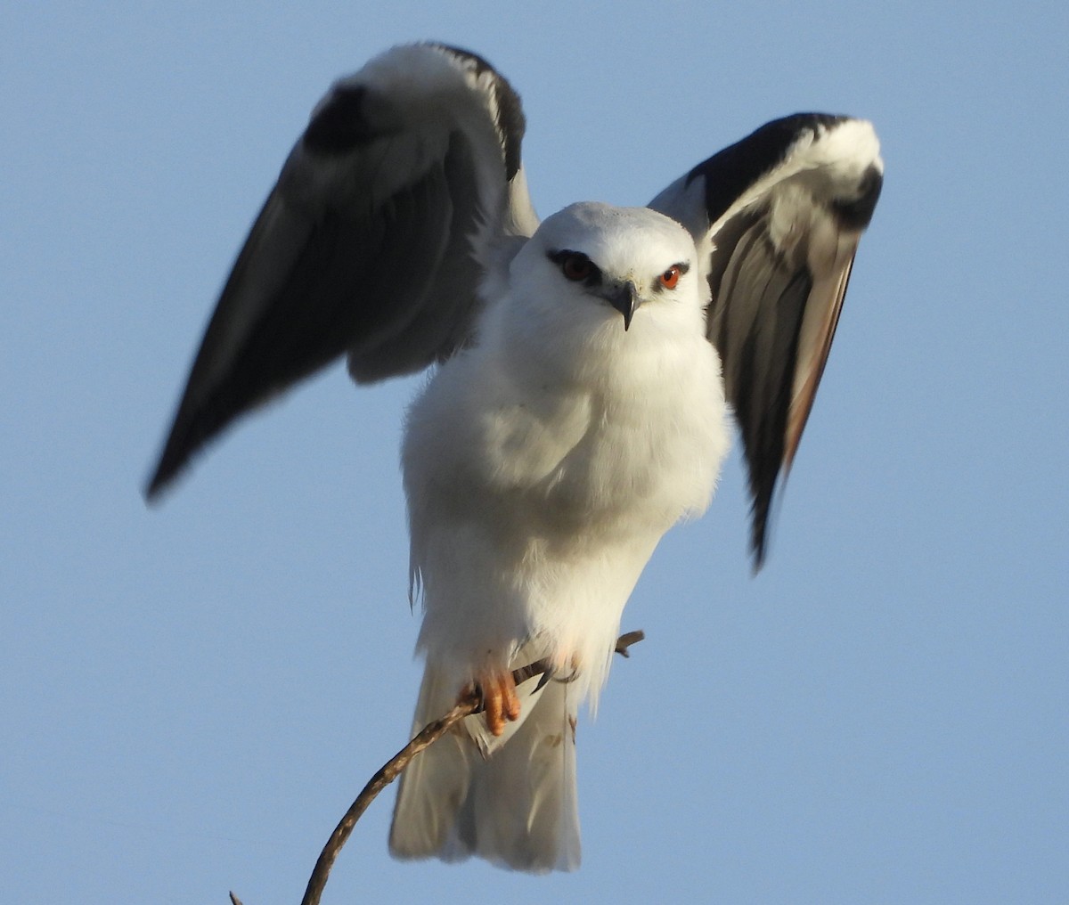 Black-shouldered Kite - Rodney van den Brink