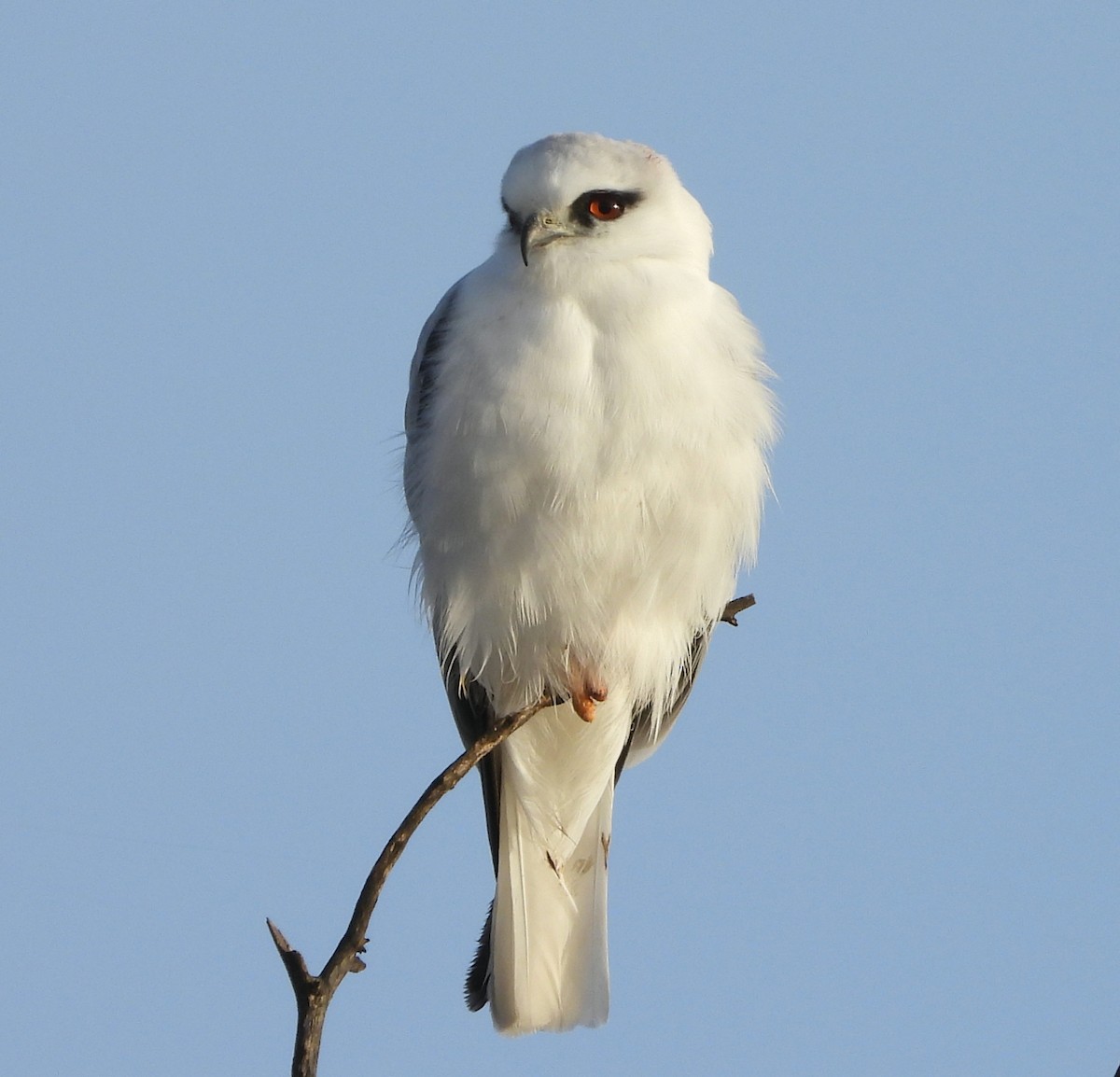 Black-shouldered Kite - Rodney van den Brink