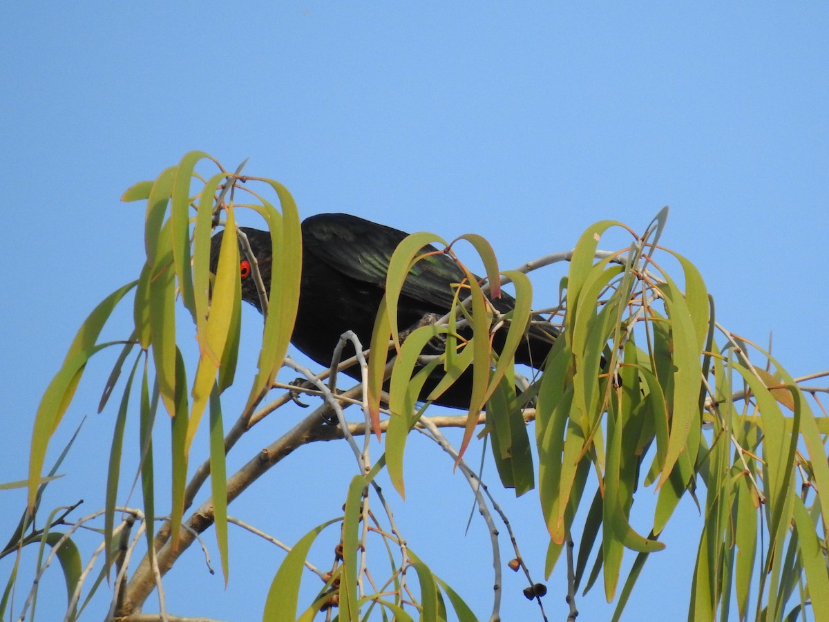 Metallic Starling - Monica Mesch