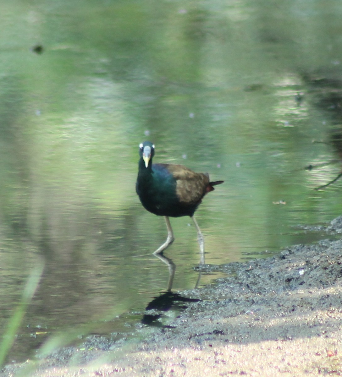 Bronze-winged Jacana - Madhavi Babtiwale