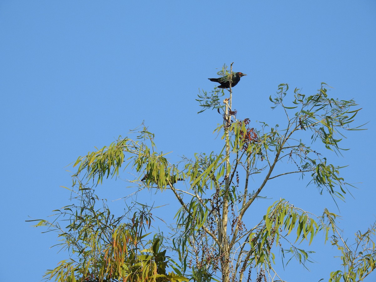 Metallic Starling - Monica Mesch