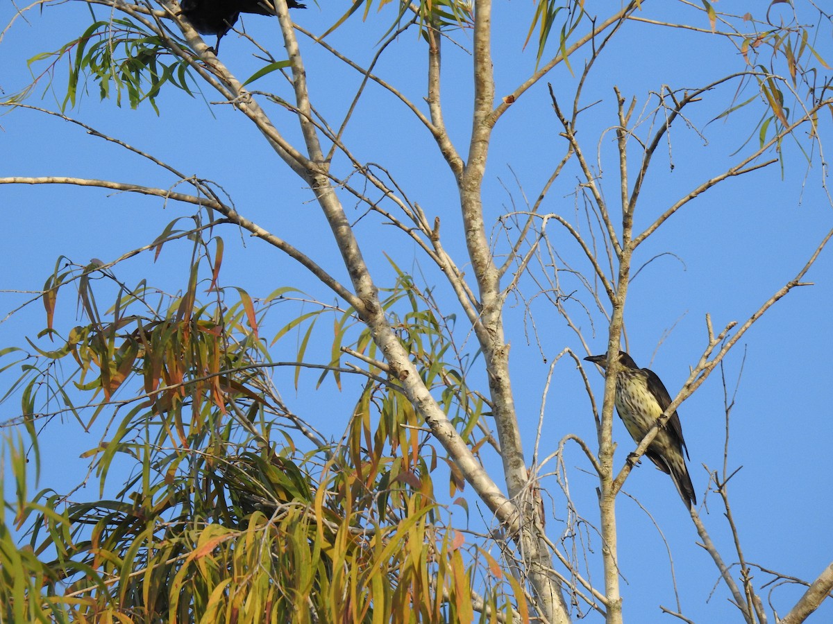 Metallic Starling - Monica Mesch