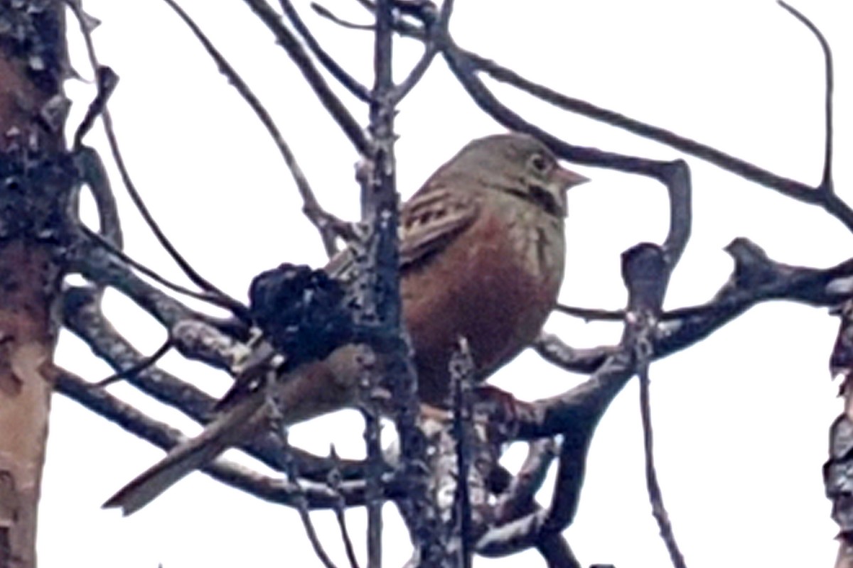 Ortolan Bunting - ML619477261