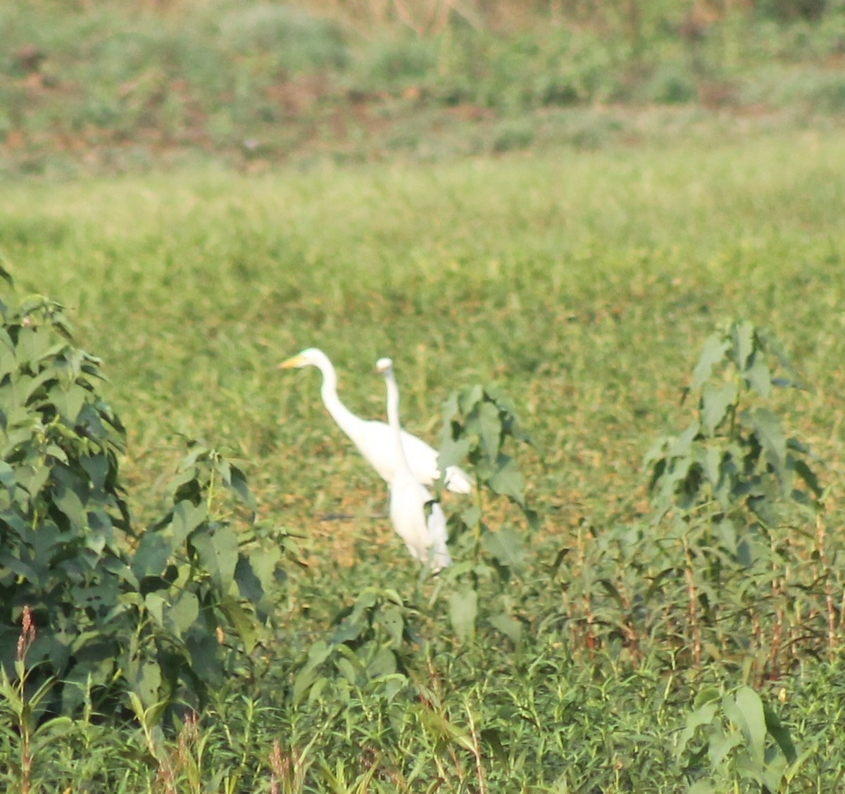 Medium Egret - Madhavi Babtiwale