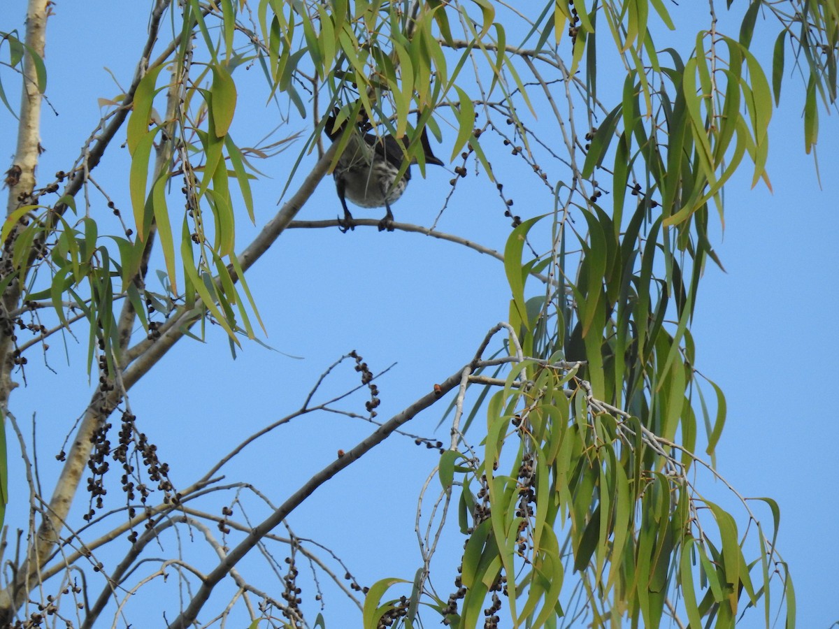 Metallic Starling - ML619477263