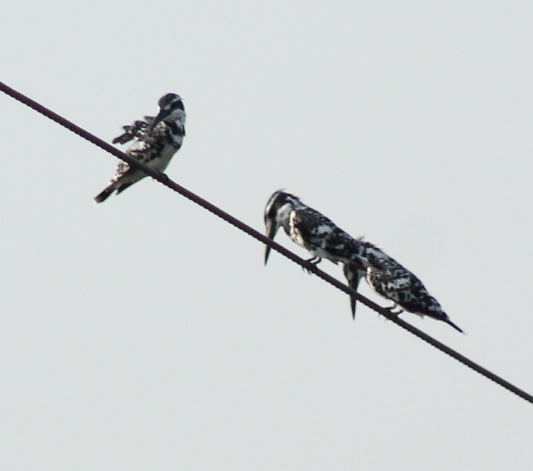 Pied Kingfisher - Madhavi Babtiwale