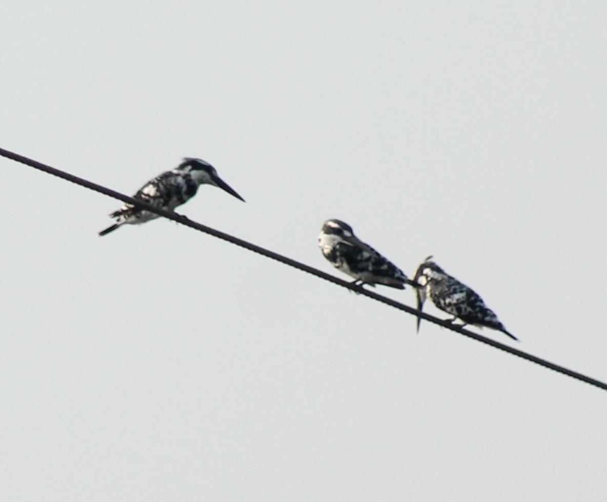 Pied Kingfisher - Madhavi Babtiwale