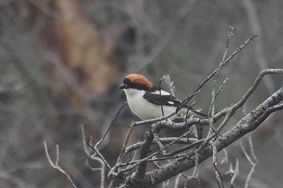 Woodchat Shrike - Donna Pomeroy