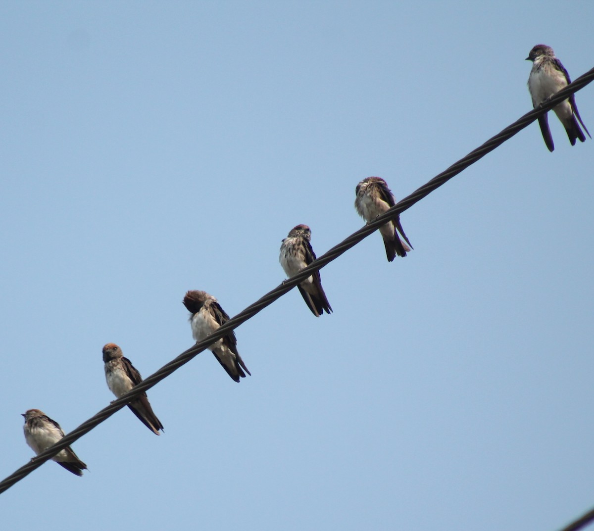 Streak-throated Swallow - Madhavi Babtiwale